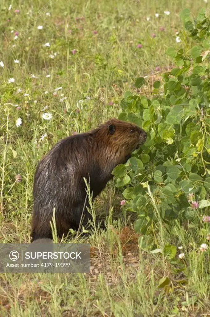 Beaver (Castor canadensis) captive Minn.Wildlife Connection