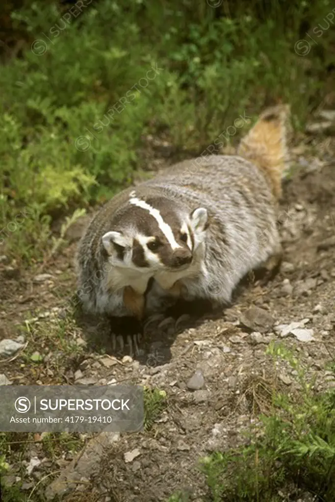 Badger (Taxidea taxus) Montana