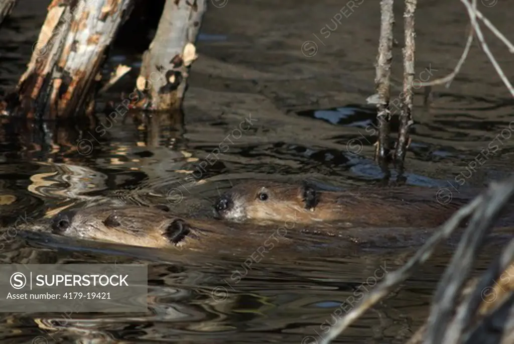 American Beaver, Castor canadensis, swimming in Embargo Creek, Rio Grande County, Colorado, USA, May 2008