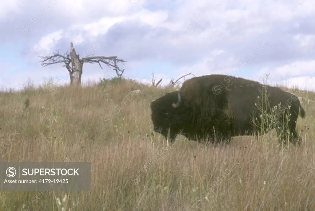 Bison on Prairie Hill (Bison bison) Wind Cave Natl Park - SD, South Dakota
