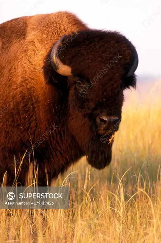 Bison (Bison bison) Ft. Niobrara NWR - Nebraska