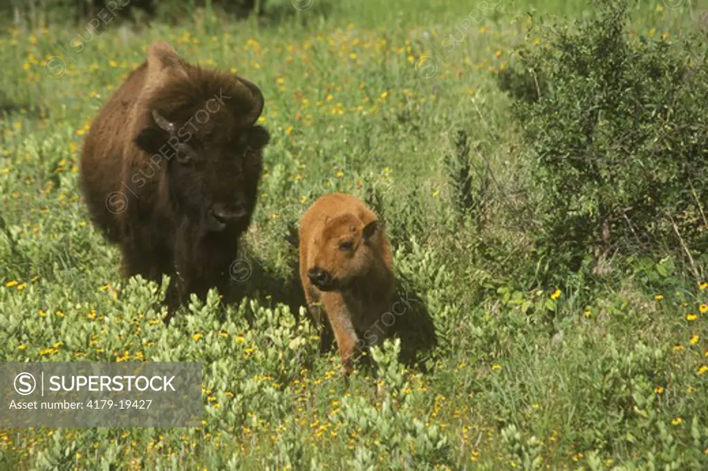 Bison Cow & calf in meadow of flowers (Bison bison) Wichita Mountains NWR, OK USA Oklahoma