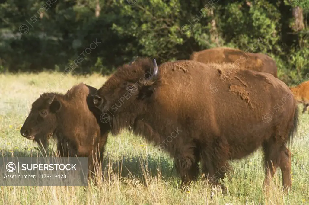 Bison Cow & yearling calf (Bison bison) Witicha Mts. Natl Wildlfie Refuge, OK  OklahomaUSA