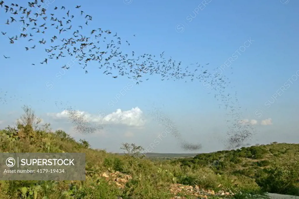 Brazilian free-tailed bats, Tadarida brasiliensis, in flight, leaving their cave at day's end. Uvalde County, TX, Texas