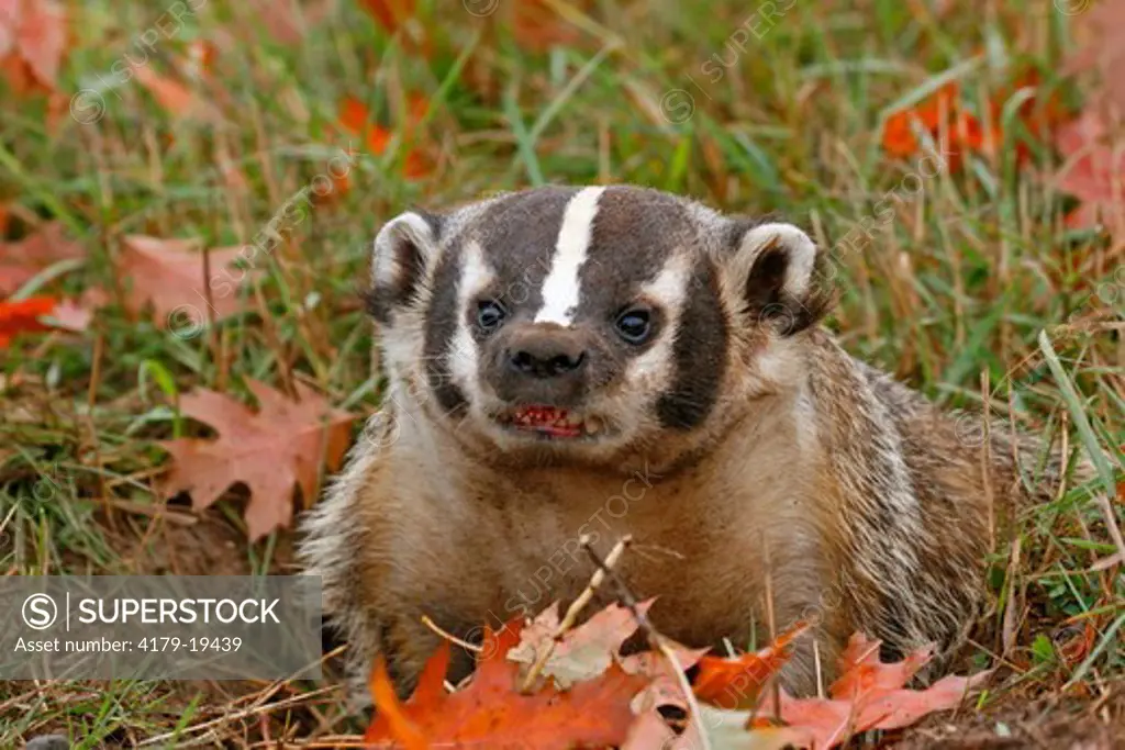 Badger (Taxidea taxus) smiling.  Pine County, MN  Captive