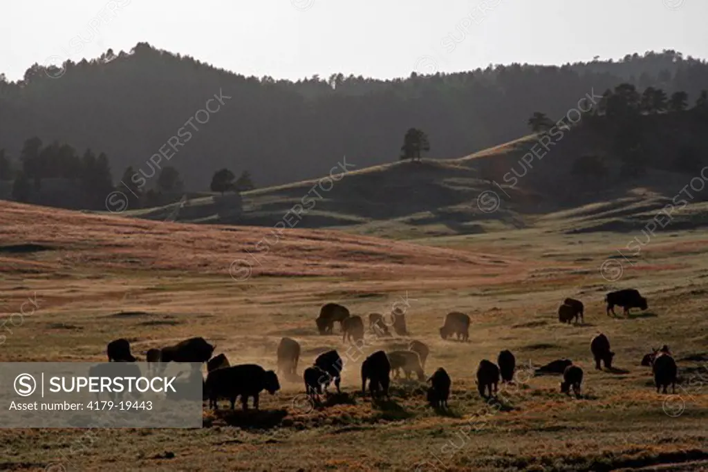 Backlit bison herd (Bison bison), Custer State Park, SD