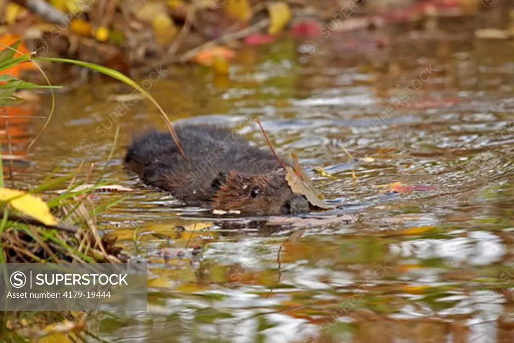 Beaver (Castor canadensis) in autumn pond, Pine County, MN  Captive