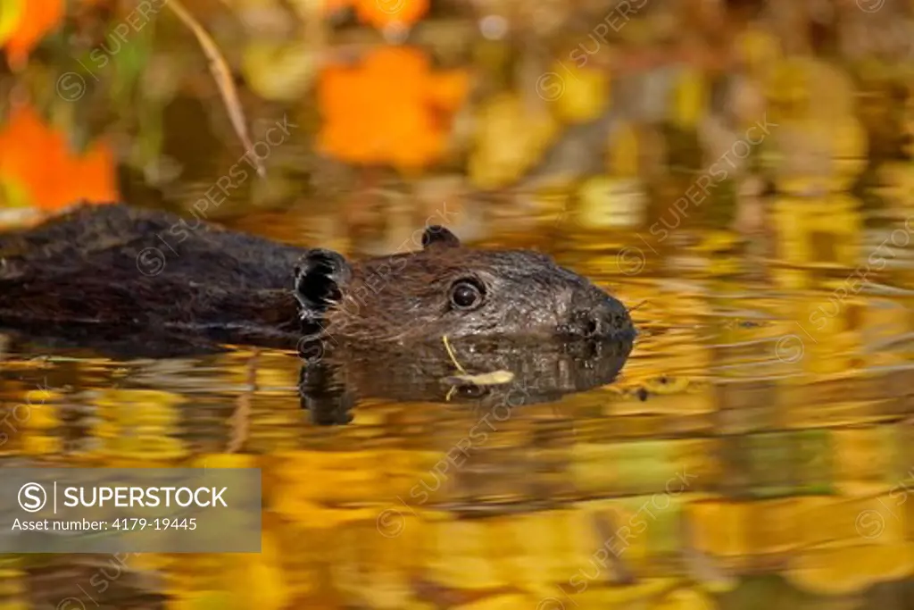 Beaver (Castor canadensis) in autumn pond, Pine County, MN  Captive