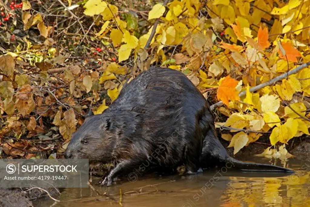 Beaver (Castor canadensis) making autumn repairs to a dam, Pine County, MN  Captive