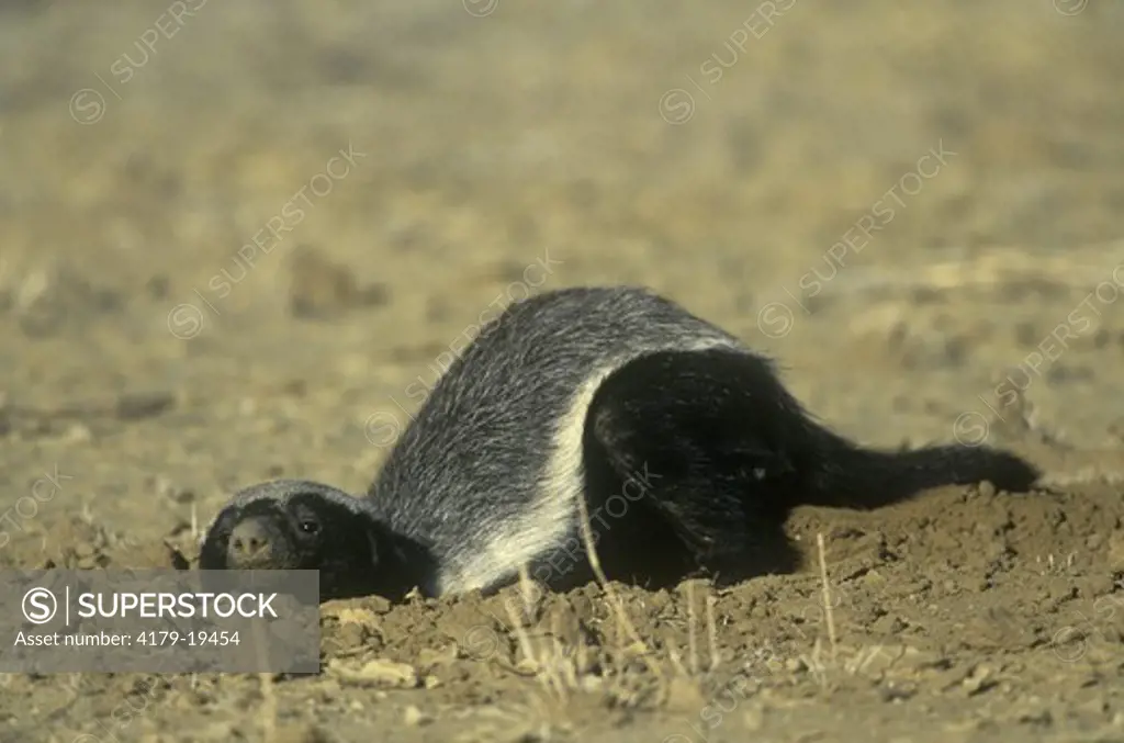 Honey Badger (Mellivora capensis) Kalahari Gemsbok Park