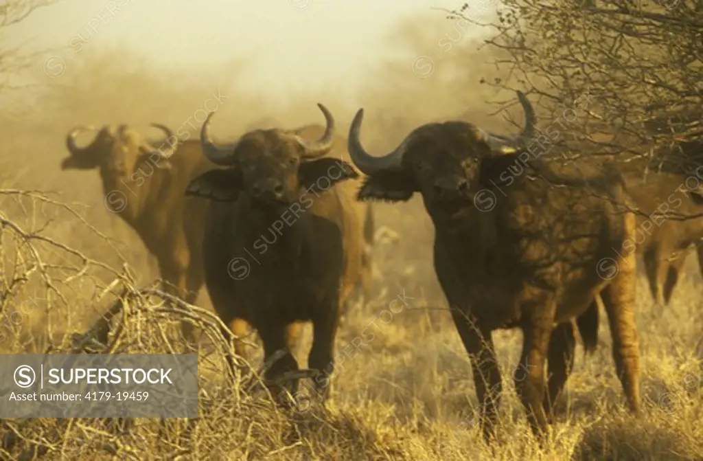 Buffalo Group (Syncerus caffer caffer) Kruger Natl Park