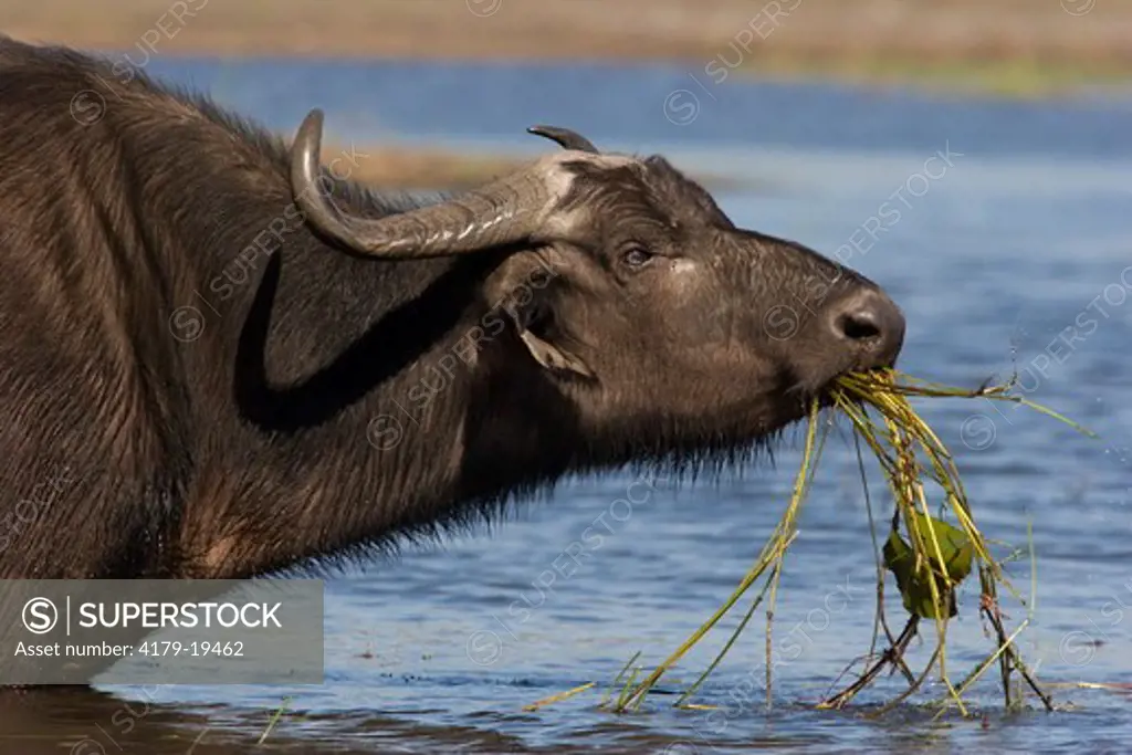 Cape Buffalo (Syncerus caffer) eating in water, plant