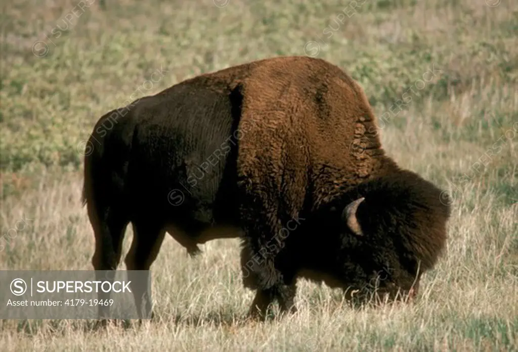 Bison Grazing (Bison bison) South Dakota