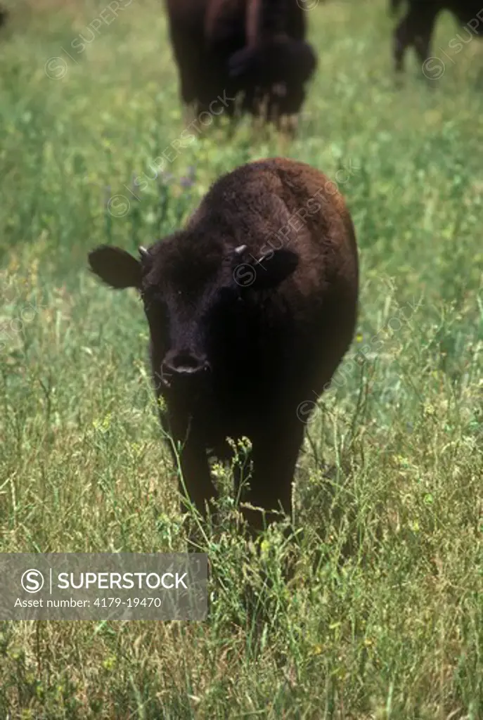 Bison Calf (Bison bison) S.D.