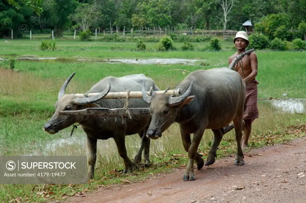 Water Buffalo team for plowing rice paddies, Siem Reap, Cambodia