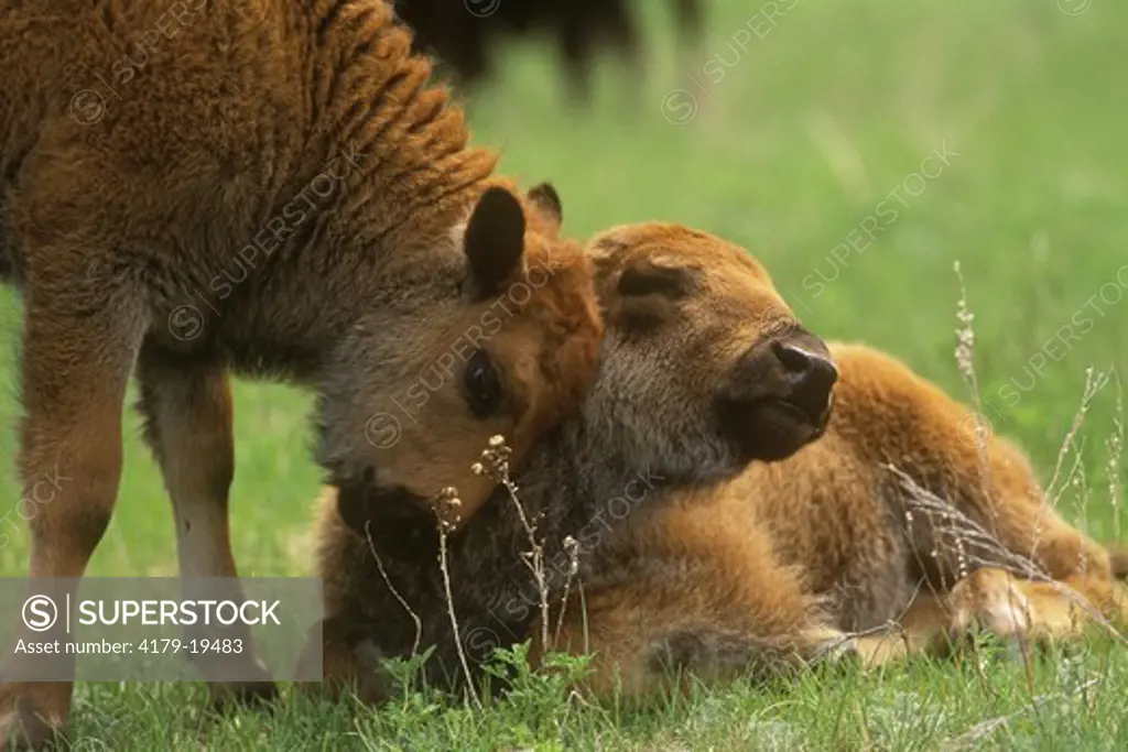American Bison Calves (Bison bison) South Dakota Black Hills/Custer State Pk