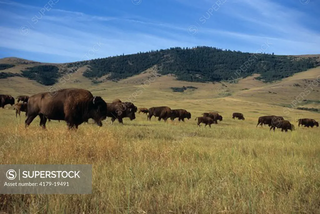 American Bison (Bison bison) Moise Nat'l Bison Range, Montana