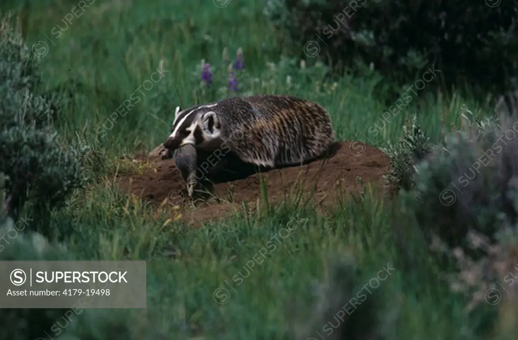 Badger with Ground Squirel Prey, Yellowstone NP, WY