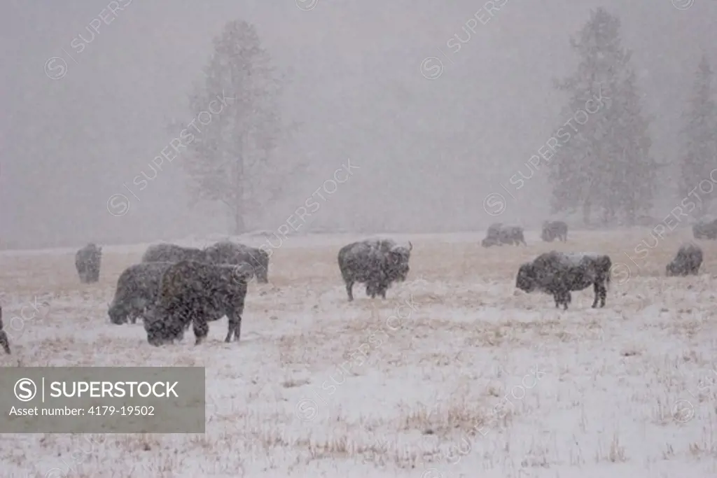Bison (Bison bison) in Yellowstone National Park