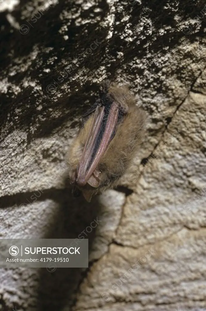 Pipistrelle Bat hibernating at Mammoth Cave NP, Kentucky