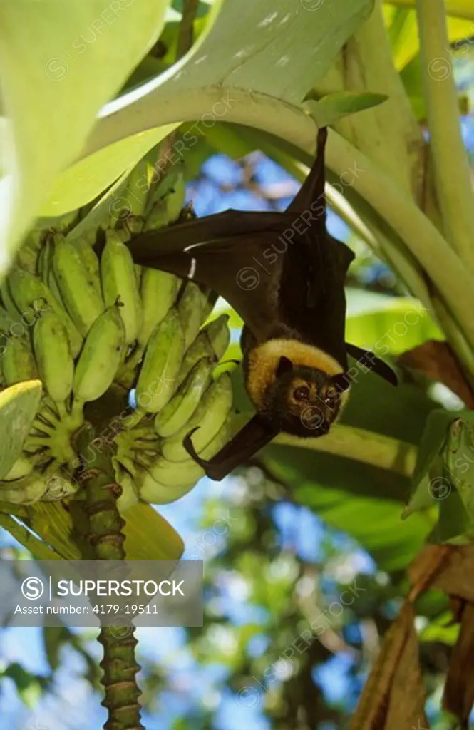 Spectacled Flying Fox (Fruit Bat) in Banana Tree - AUSTRALIA (Pteropus conspictillatus)