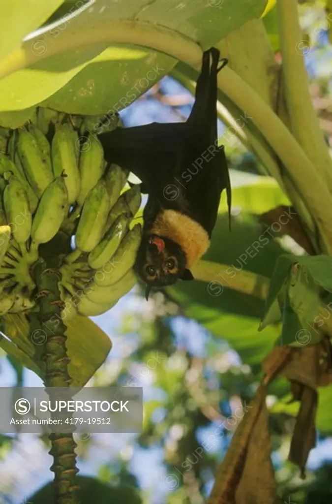 Spectacled Flying Fox Bat (Pteropus conspicillatus) in banana tree - Australia rainforest