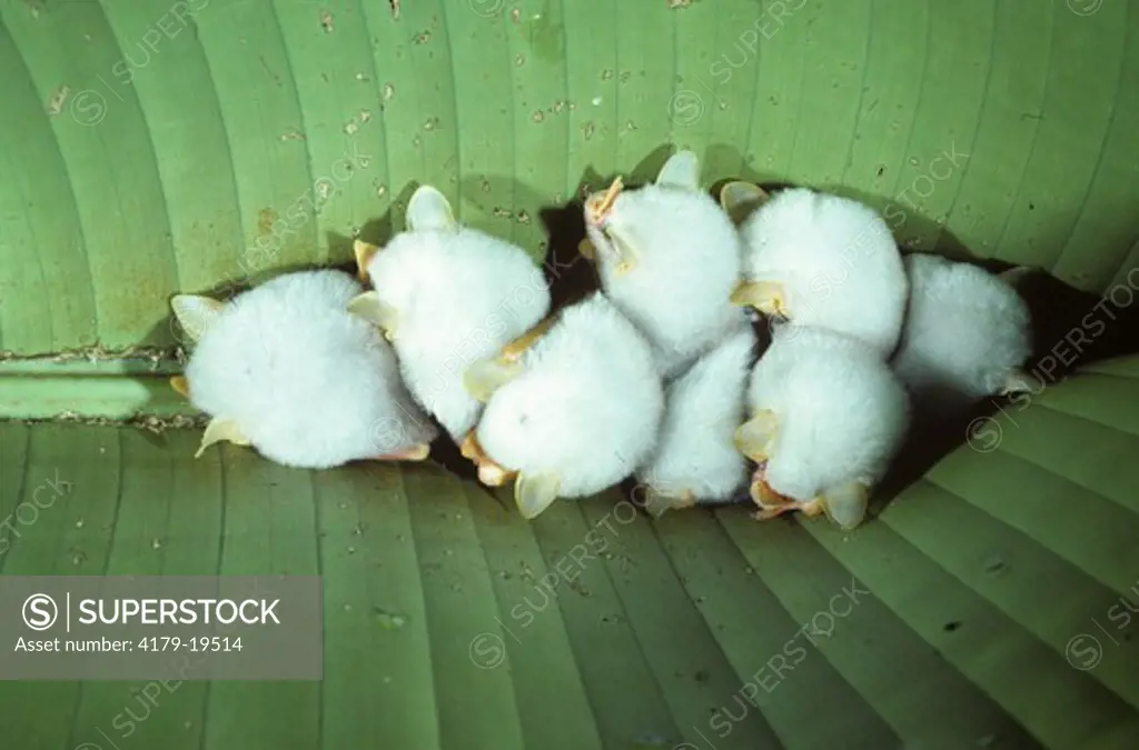 White Tent Bat (Ectophylla alba) Harem Group under Leaf, La Selva, Costa Rica