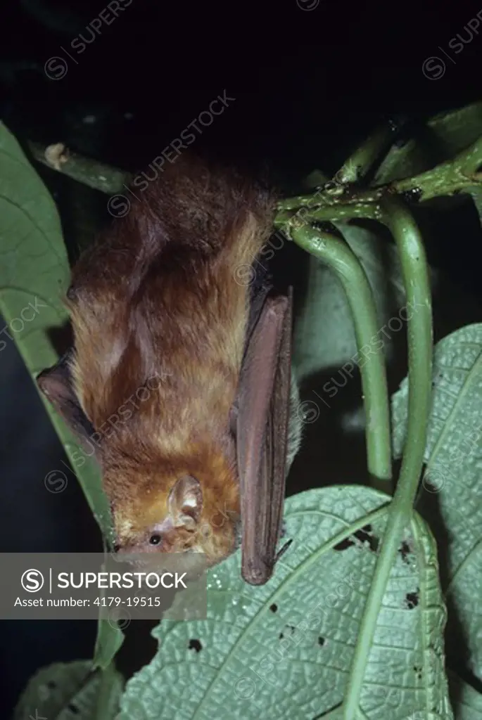 Red Bat (Lasiurus borealis) Monteverde, Costa Rica