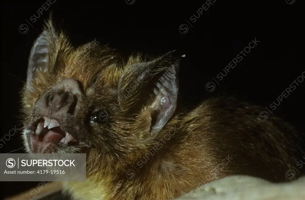 Common Vampire Bat showing Teeth (Desmodus rotundus) Monteverde, Costa Rica