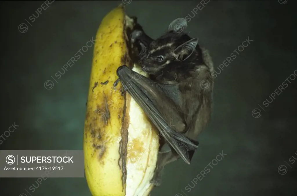 Little Fruit-eating Bat (Enchisthenes harti) Eating Banana/Monteverde/Costa Rica