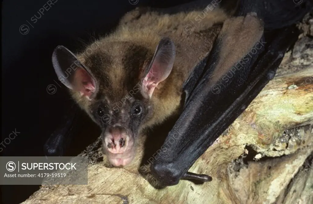 False Vampire Bat (Vampyrum spectrum) Monteverde, Costa Rica