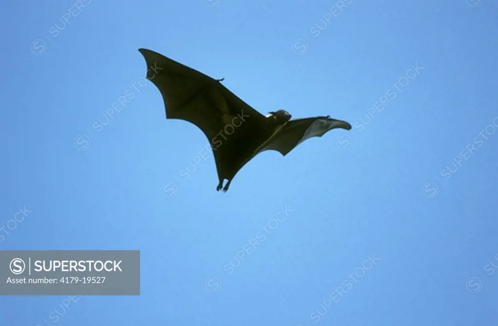 Bat: Flying Fox in flight (Pteropus giganteus)
