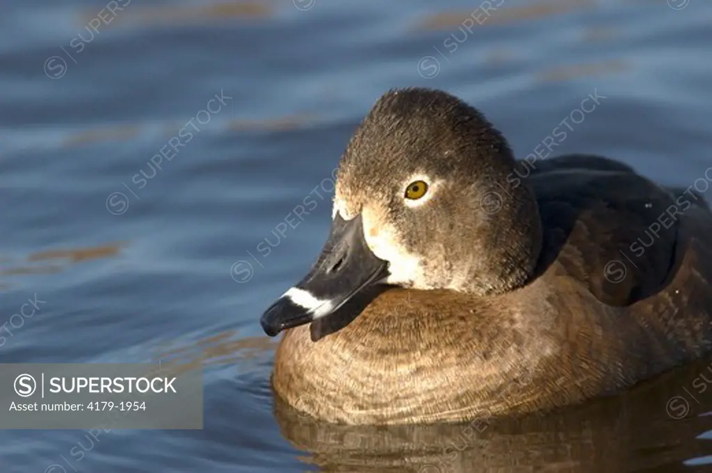 Ring-necked Duck (Aythya collaris) Upper Newport Bay Ecological R. Newport,Ca   2007   Digital Capture