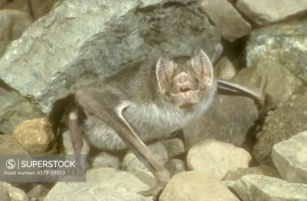 Common Vampire Bat (Desmodus rotundus)