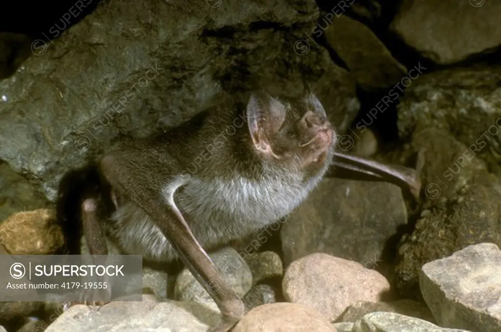 Common Vampire Bat (Desmodus rotundus) Phyllostomidae