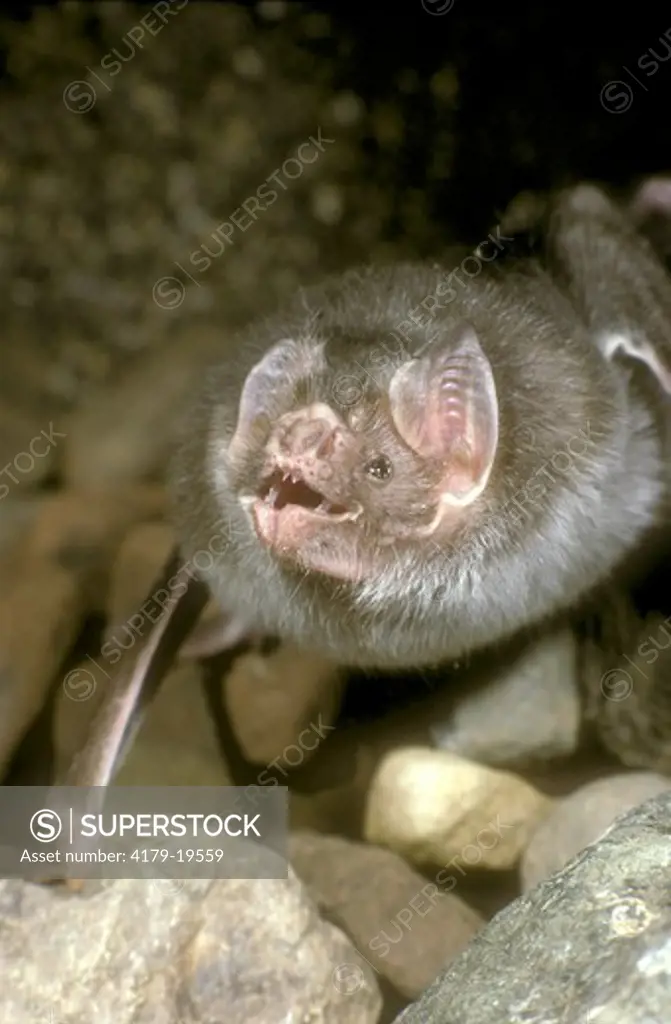 Common Vampire Bat (Desmodus rotundus)
