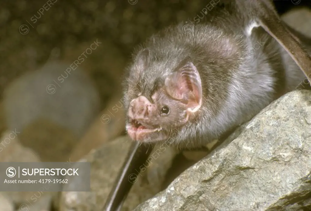 Common Vampire Bat (Desmodus rotundus)