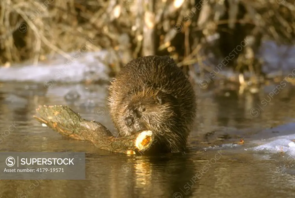 Beaver getting winter food (Castor canadensis) M6299 Gallatin Valley, Montana