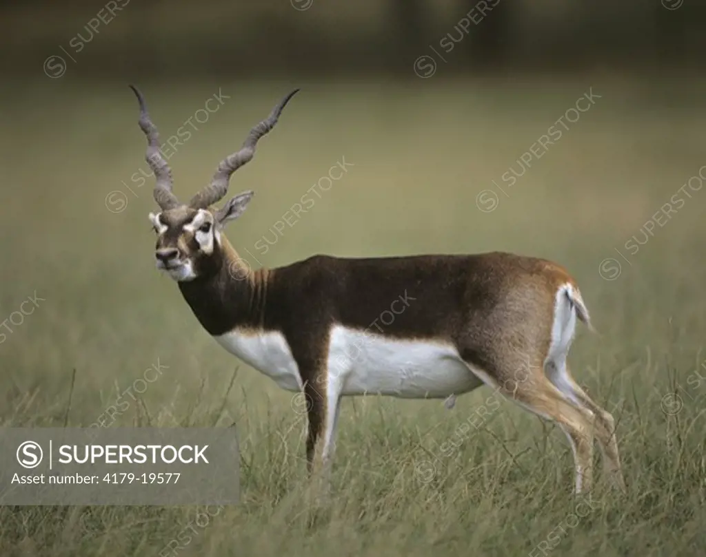 Blackbuck Antelope (Antilope cervicapra) Whipsnade Zoo