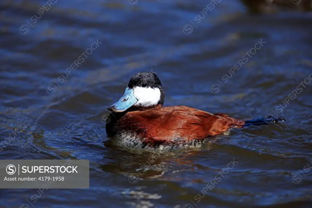 Ruddy Duck adult male in water (Oxyura jamaicensis) California, USA