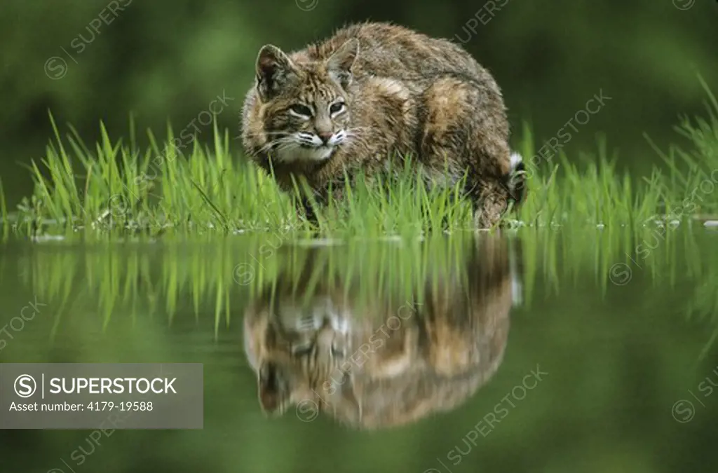 Bobcat hunting along stream (Lynx rufus) No. Am., Montana, Autumn