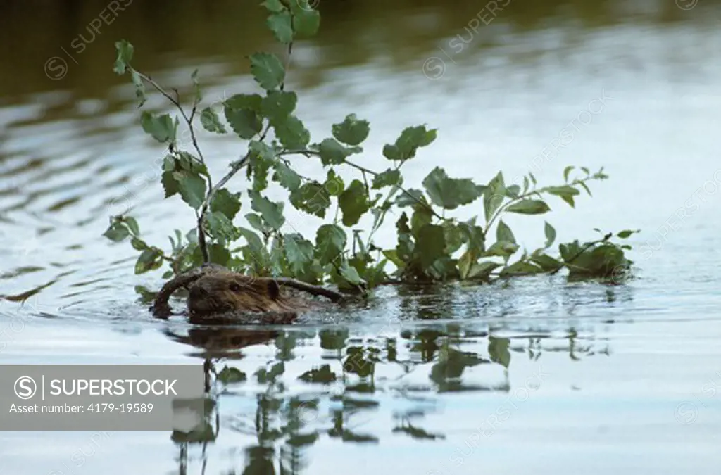 Beaver swimming w/ cut Branch (Castor canadensis) Denali NP, Alaska