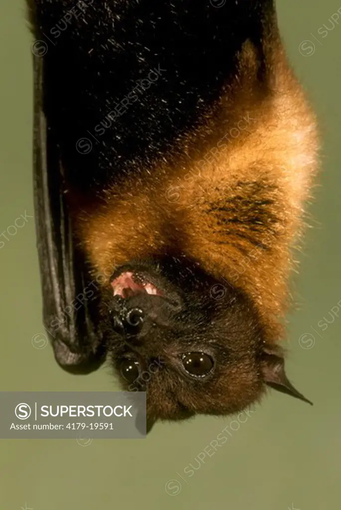 Flying Fox (Bat) (Pteropus giganteus) India