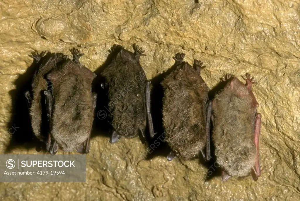Little Brown Bat (Myotis lucifugus) hibernating. PA, Pennsylvania