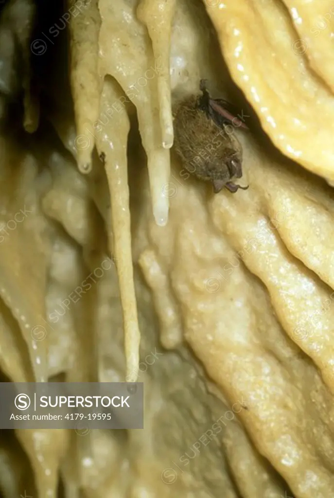 Little Brown Bat (Myotis lucifugus) hibernating. PA