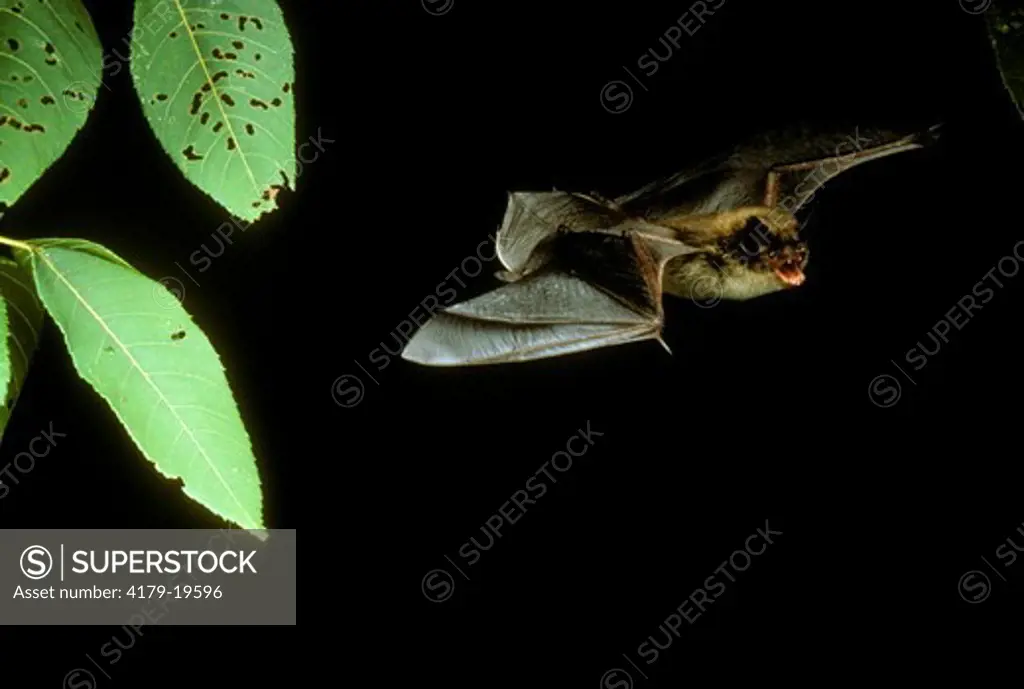 Little Brown Bat Flying (Myotis lucifugus) PA