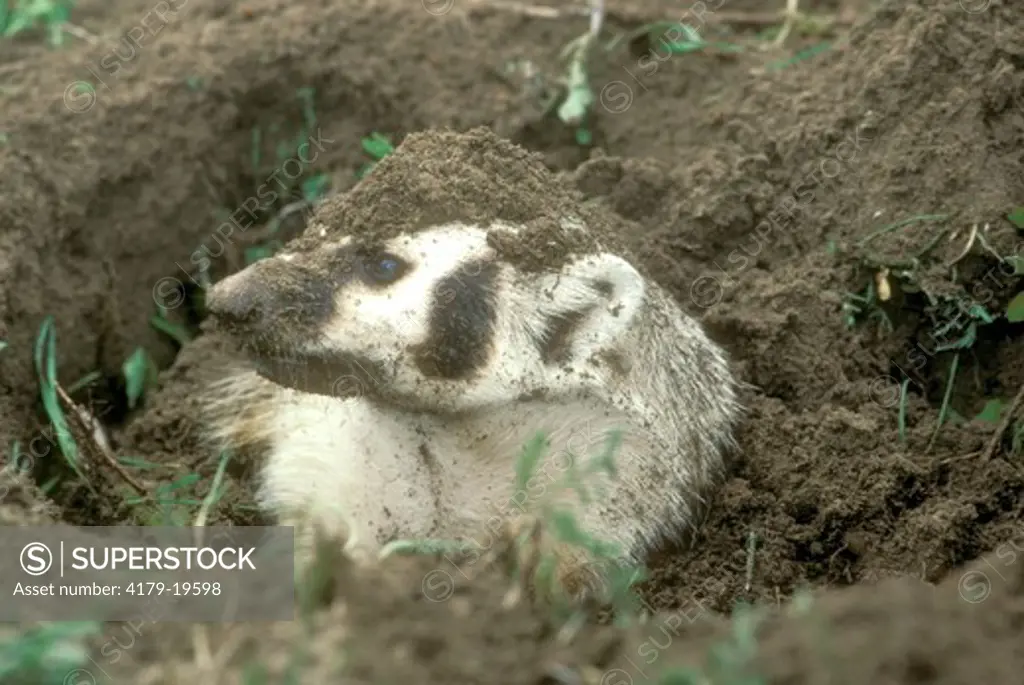 Badger Digging Burrow (Taxidea taxus) Western USA