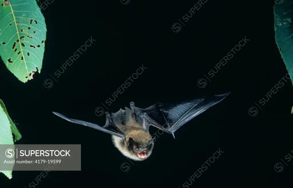 Little Brown Bat in Flight (Myotis lucifugus) Pennsylvania