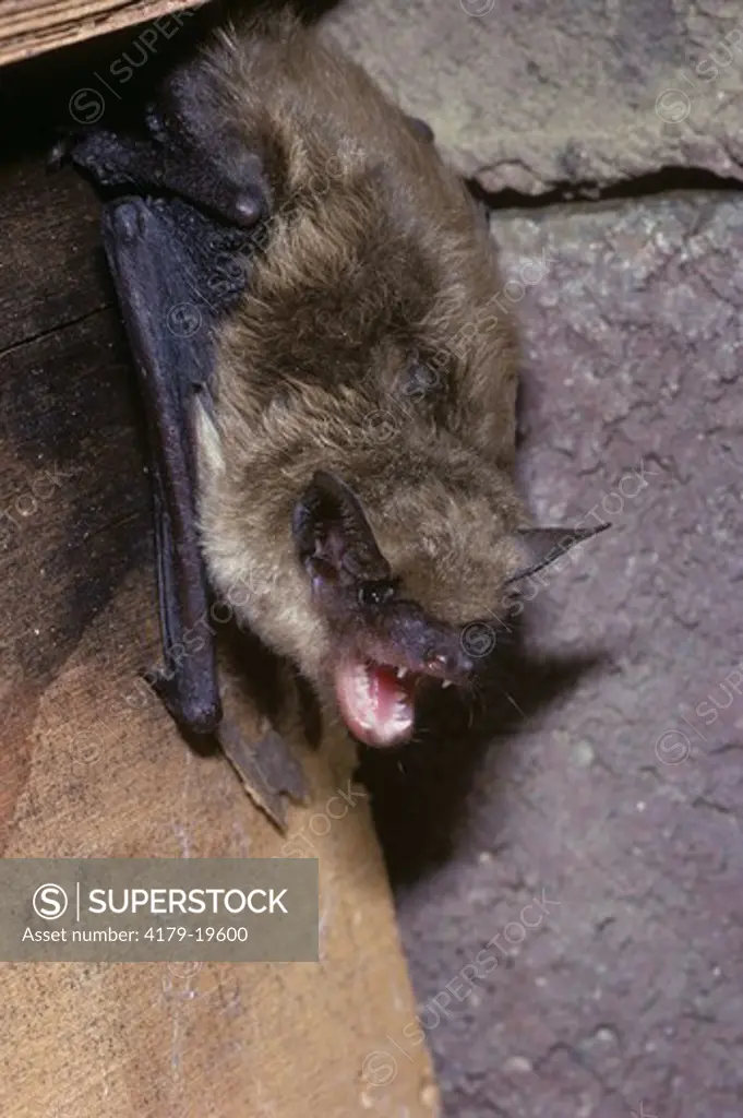 Little Brown Bat Roosting in Attic (Myotis lucifugus) Pennsylvania - August
