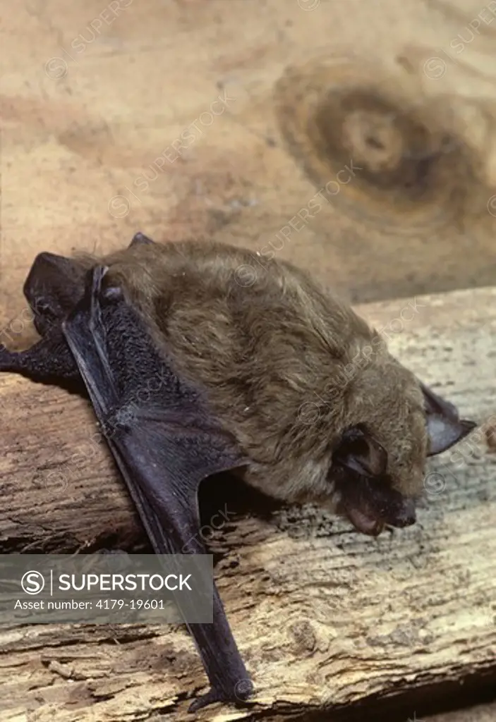 Little Brown Bat Roosting in Attic (Myotis lucifugus) Pennsylvania - August